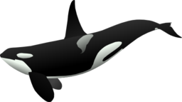 Orca Matthew Gates R