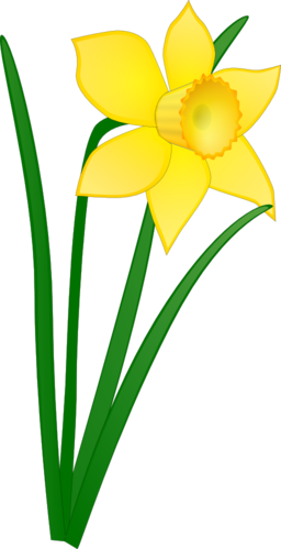 Daffodil