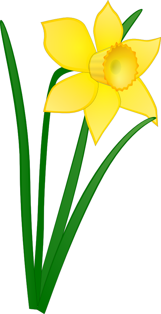 Daffodil