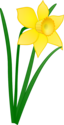 Daffodil