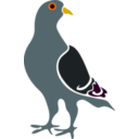 Pigeon