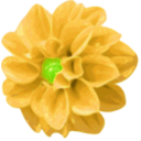 download Dahlia clipart image with 45 hue color