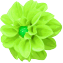download Dahlia clipart image with 90 hue color