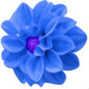 download Dahlia clipart image with 225 hue color