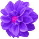 download Dahlia clipart image with 270 hue color