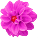 download Dahlia clipart image with 315 hue color