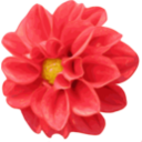 download Dahlia clipart image with 0 hue color