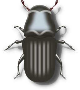 Pine Beetle