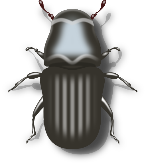 Pine Beetle