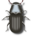 Pine Beetle