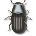 Pine Beetle