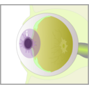 download Eye clipart image with 45 hue color