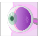 download Eye clipart image with 270 hue color