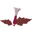 download Stramonium Flower clipart image with 270 hue color