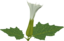 Stramonium Flower