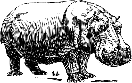 Hippopotamus