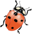 Ladybug