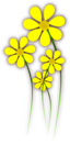 Daisies