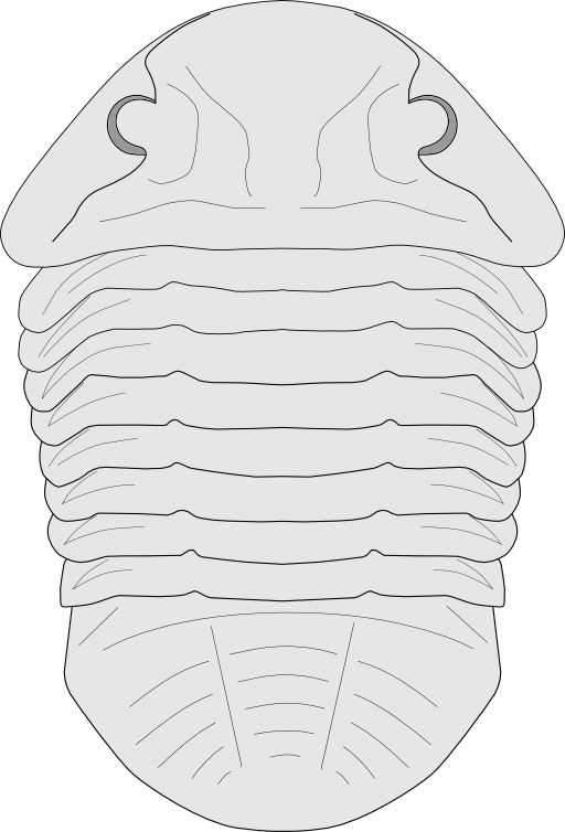 Trilobite Asaphus