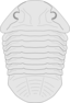 Trilobite Asaphus
