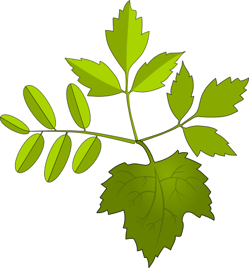 Leaves