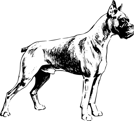 Boxer