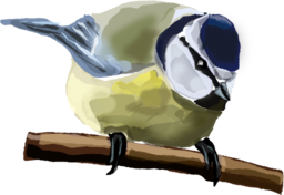 Blue Tit