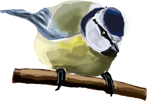 Blue Tit