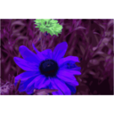 download Spider Flower clipart image with 225 hue color