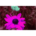 download Spider Flower clipart image with 270 hue color
