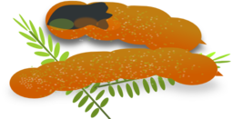 Tamarind
