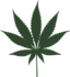 Cannabis Leafs