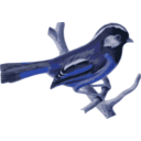 download Lioparus Chrysotis clipart image with 180 hue color