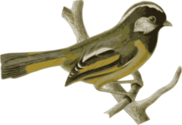 Lioparus Chrysotis