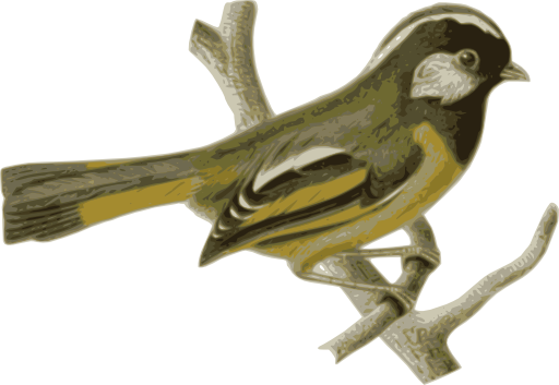 Lioparus Chrysotis