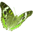 download Junonia Coenia clipart image with 45 hue color