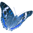 download Junonia Coenia clipart image with 180 hue color