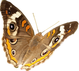 Junonia Coenia