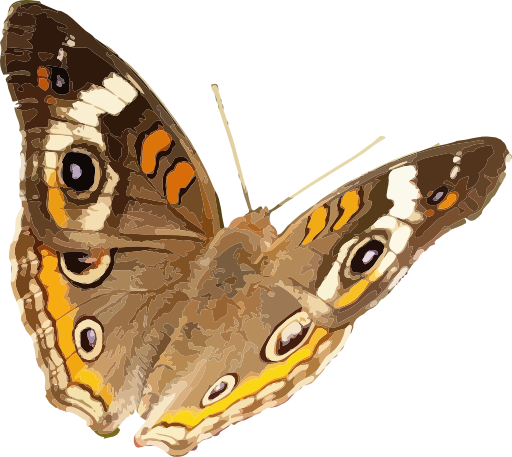 Junonia Coenia