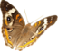 Junonia Coenia
