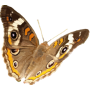 Junonia Coenia