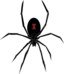 Black Widow Spider