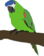 Parrot