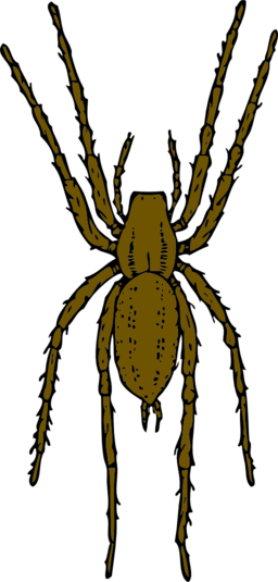 Brown Spider