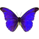 download Morpho Rhetenor clipart image with 45 hue color
