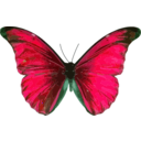 download Morpho Rhetenor clipart image with 135 hue color