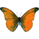 download Morpho Rhetenor clipart image with 180 hue color