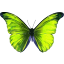 download Morpho Rhetenor clipart image with 225 hue color