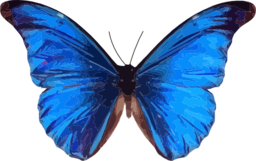 Morpho Rhetenor