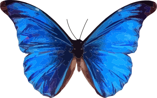 Morpho Rhetenor